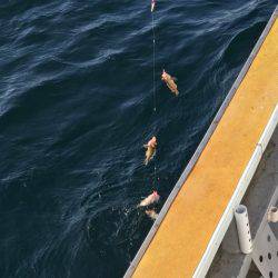 シーランチ 釣果