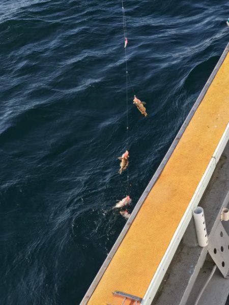 シーランチ 釣果