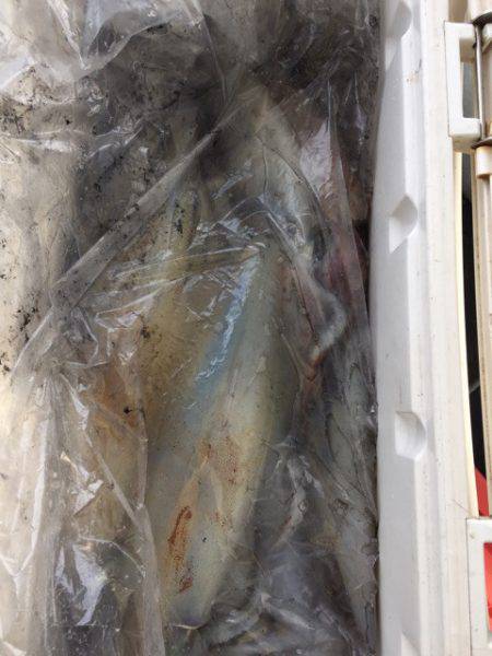 第二龍勢丸 釣果