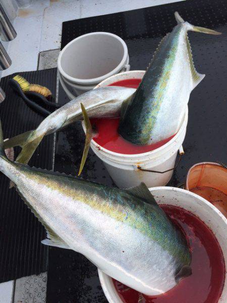 第二龍勢丸 釣果