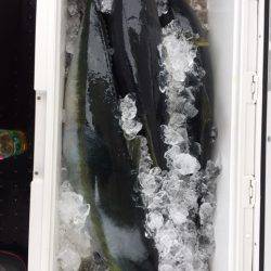 第二龍勢丸 釣果