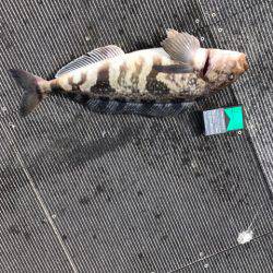 シーランチ 釣果