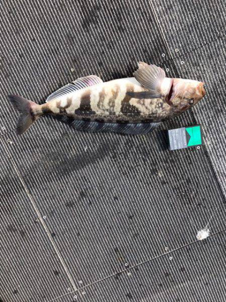 シーランチ 釣果