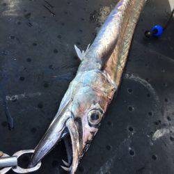 ＴＡＲＯＭＡＲＵ 釣果