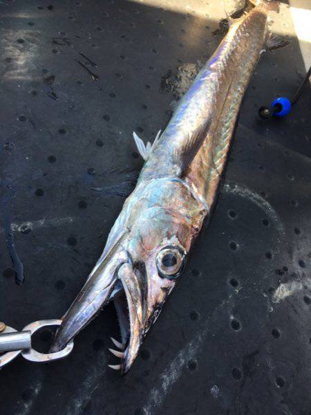 ＴＡＲＯＭＡＲＵ 釣果