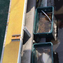 シーランチ 釣果