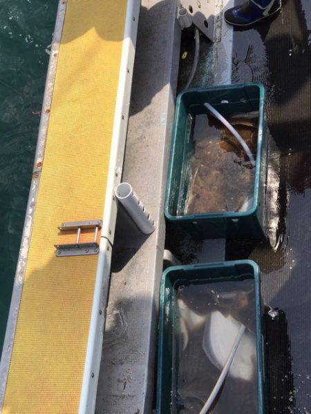 シーランチ 釣果