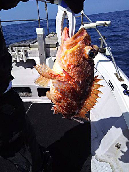 光生丸 釣果