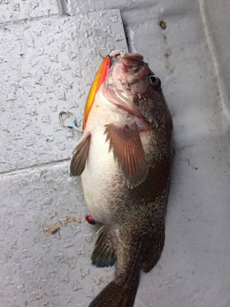 第二龍勢丸 釣果