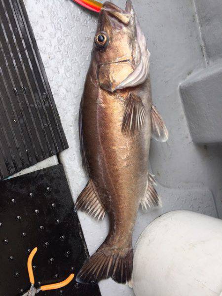 第二龍勢丸 釣果