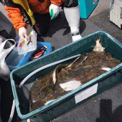 シーランチ 釣果