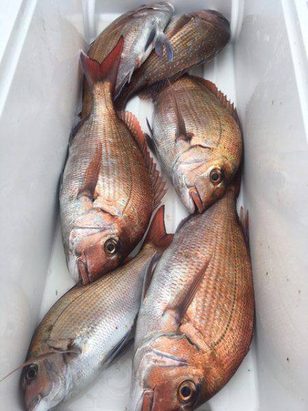 第二八坂丸 釣果