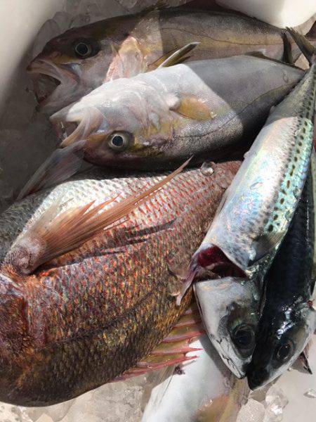 漁與丸 釣果