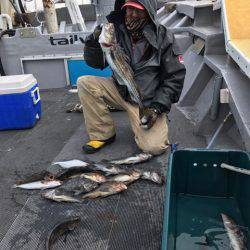 シーランチ 釣果