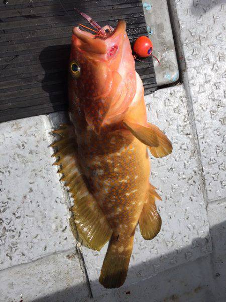 第二龍勢丸 釣果