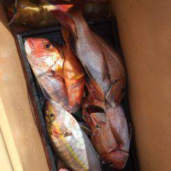 ＴＡＲＯＭＡＲＵ 釣果