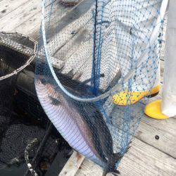 釣り堀水宝 釣果