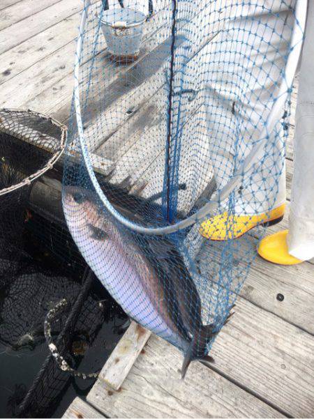 釣り堀水宝 釣果