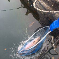 釣り堀水宝 釣果