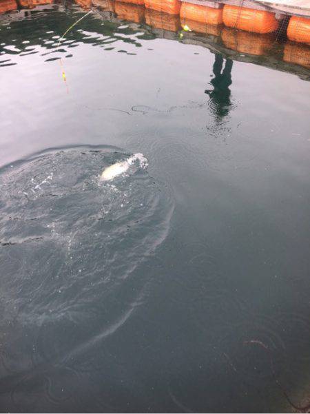 釣り堀水宝 釣果