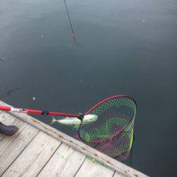 釣り堀水宝 釣果