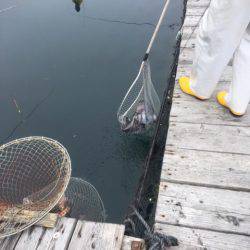 釣り堀水宝 釣果