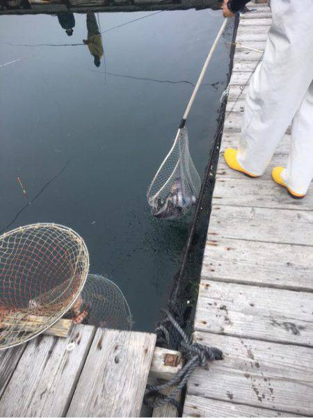 釣り堀水宝 釣果