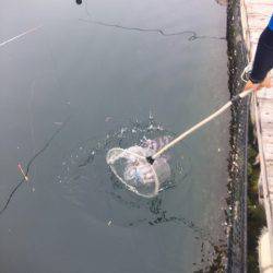 釣り堀水宝 釣果