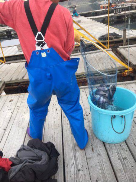 釣り堀水宝 釣果