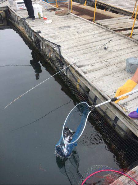 釣り堀水宝 釣果