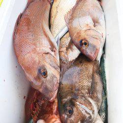 龍神丸(鹿児島) 釣果