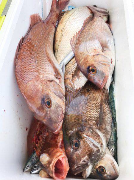 龍神丸(鹿児島) 釣果