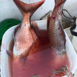 龍神丸(鹿児島) 釣果