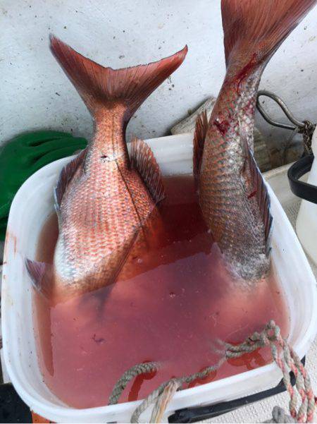 龍神丸(鹿児島) 釣果