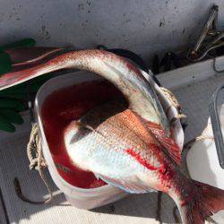 龍神丸(鹿児島) 釣果