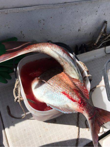 龍神丸(鹿児島) 釣果