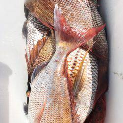 龍神丸(鹿児島) 釣果