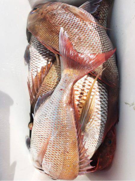 龍神丸(鹿児島) 釣果