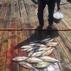 釣り堀水宝 釣果