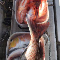 龍神丸（鹿児島） 釣果