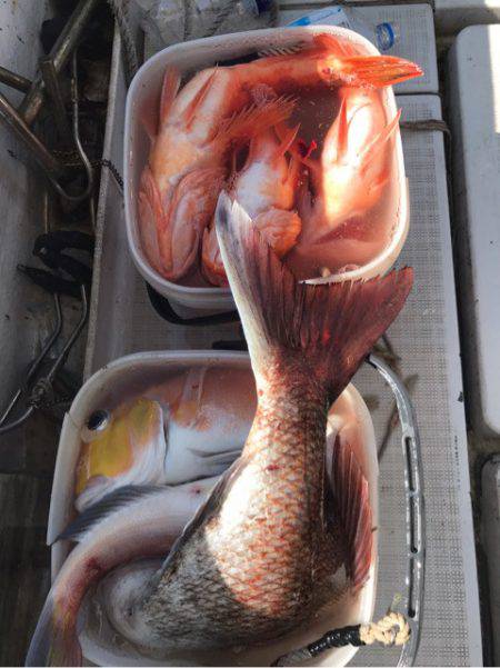 龍神丸（鹿児島） 釣果