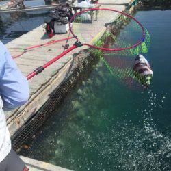 釣り堀水宝 釣果