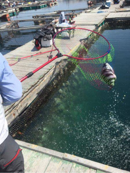 釣り堀水宝 釣果