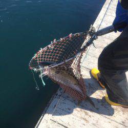 釣り堀水宝 釣果