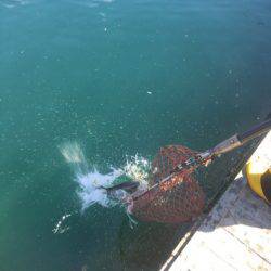 釣り堀水宝 釣果