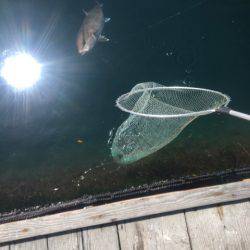 釣り堀水宝 釣果