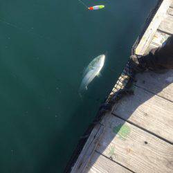 釣り堀水宝 釣果
