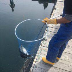 釣り堀水宝 釣果