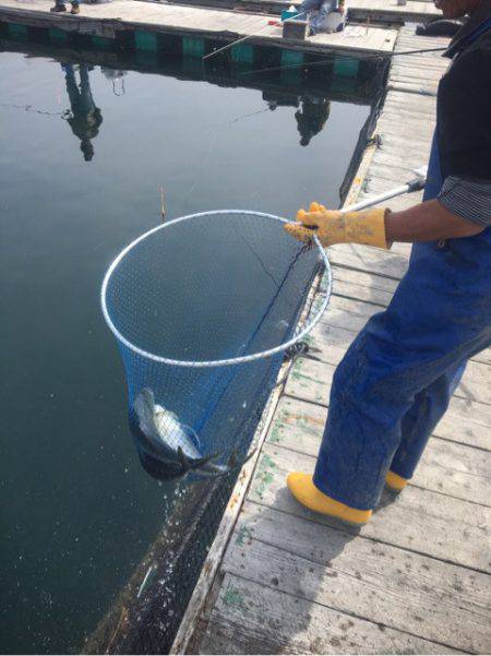 釣り堀水宝 釣果