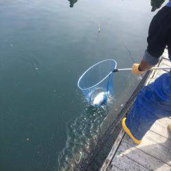 釣り堀水宝 釣果